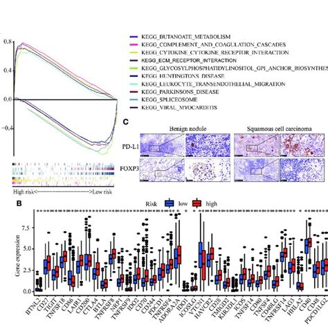 Immune Cell Infiltration In Lusc A Gsea Analysis Between High Risk