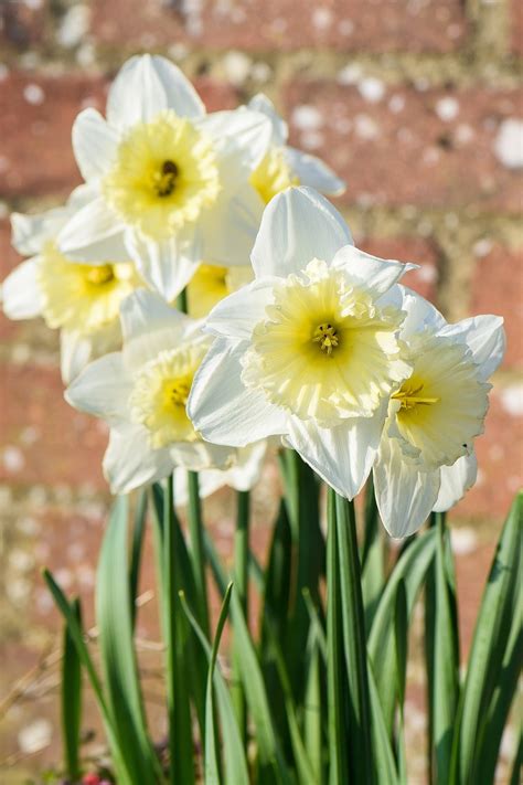 Daffodil Flowers Nature Free Photo On Pixabay Pixabay