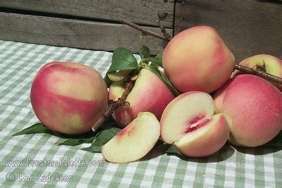 Giant Babcock Peach Prunus Persica Sp Creatorspalette