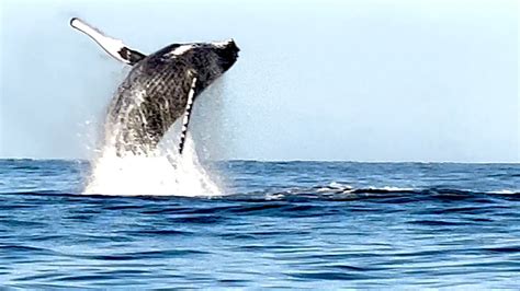 Maui Whale Watch Humpback Whales Surfacing And Breaching In Maui