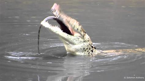 Wild Estuarine Crocodile Eats Monitor Lizard Singapore Sungei Buloh