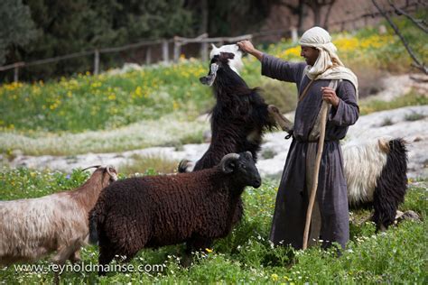 How Does A Shepherd Care For His Sheep