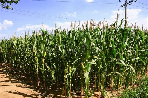Corn Fields The Harvest Scene Stock Image Image Of Industry Rural