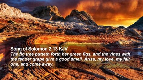 Song Of Solomon Kjv Desktop Wallpaper The Fig Tree Putteth Forth