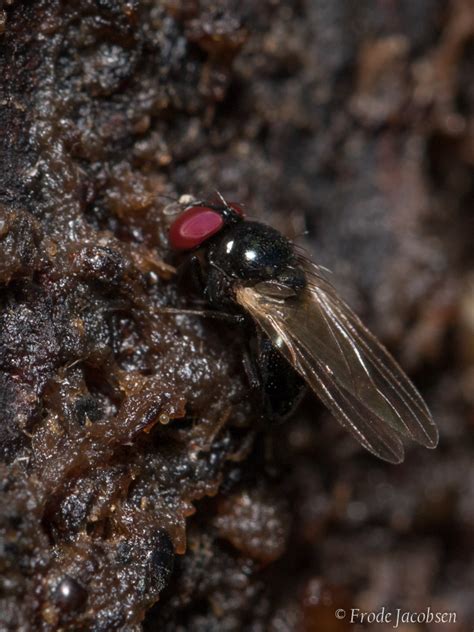 Media Of Lonchaea Sp Maryland Biodiversity Project