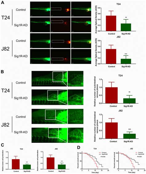 Sig1r Activates Extracellular Matrix Induced Bladder Cancer Cell