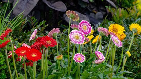 Pink Daisy