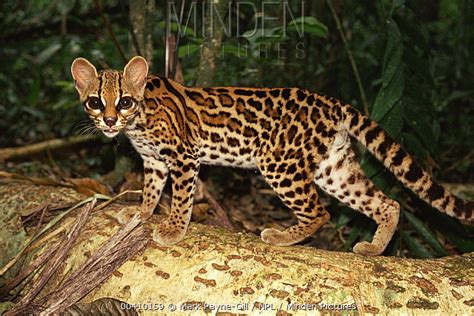 Margay Stock Photo Minden Pictures