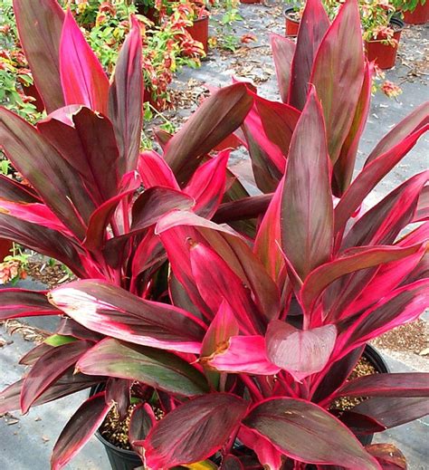 Cordyline Red Sister Hawaiian Ti Plant Live Plant In An 10 Inch Grow