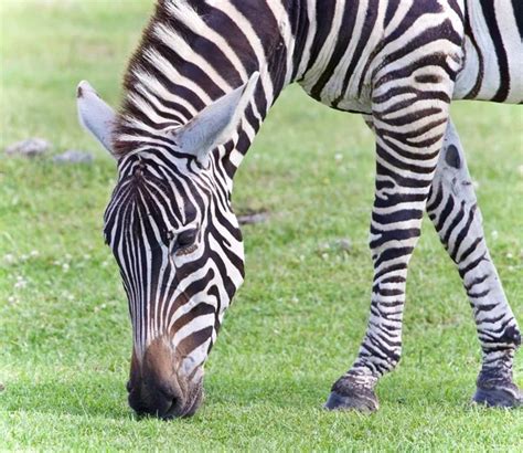 Zebra eating grass close up in zoo — Stock Photo © klkuznetsov #3242705