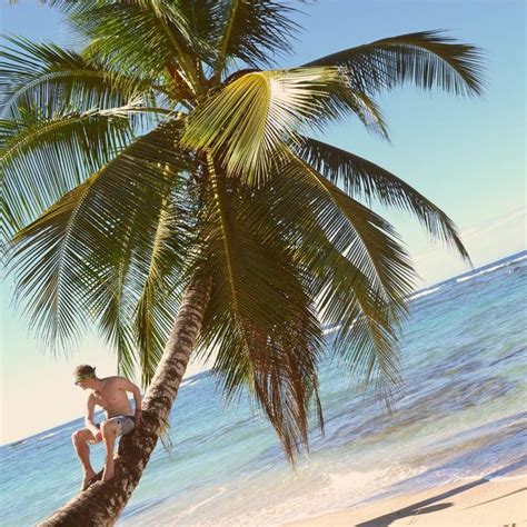 A Man Standing On Top Of A Palm Tree Next To The Ocean