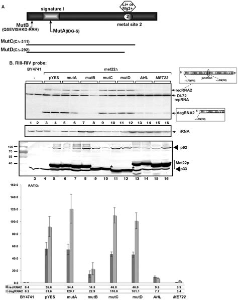 The nucleotidase function of Met22p is important for TBSV RNA... | Download Scientific Diagram