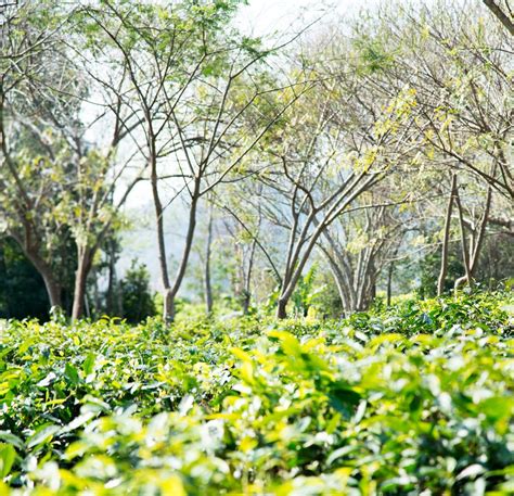 Araksa Tea Plantation Day Tours Chiang Mai Atualizado 2022 O Que