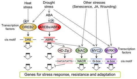 Plants Free Full Text Cellular Phosphorylation Signaling And Gene