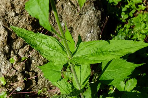 Penstemon Canescens Eastern Gray Beardtongue Wildflowers Of The