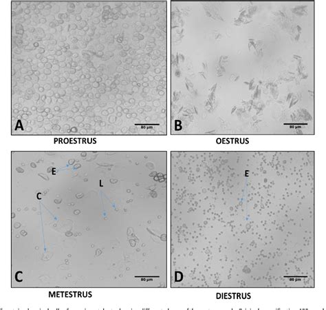 Figure 1 From Lipophilic And Hydrophilic Leaf Extracts Of Portulaca