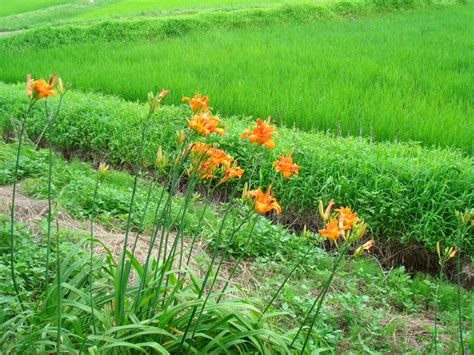 Hemerocallis Fulva L L Var Kwanso Regel