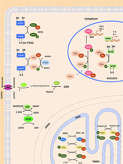 General Overview Of TRX And GLRX Functions In Mammalian Cells In The