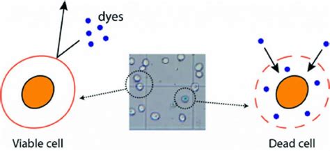 How To Use A Hemocytometer To Count Cells Rs Science