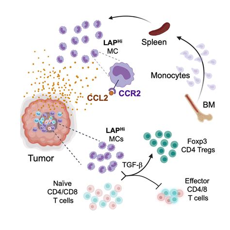 Myeloid cell subsets that express latency-associated peptide promote ...