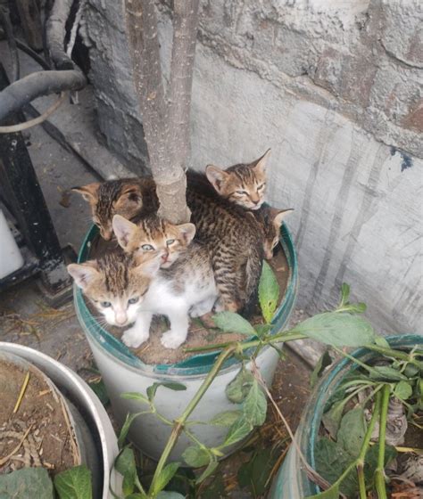 A Cat Tree