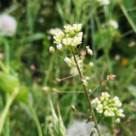 Traista Ciobanului Capsella Bursa Pastoris Anima Plant 920 Lei