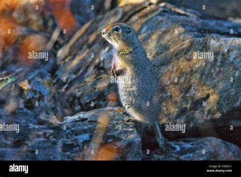 Spermophilus parryii hibernation hi-res stock photography and images - Alamy