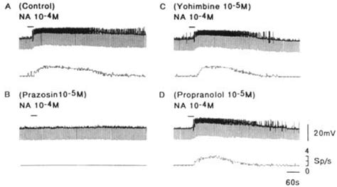 Effects Of Noradrenergic Antagonists On The Response To Noradrenalin