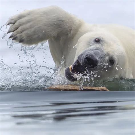 10 increíbles fotografías publicadas en febrero en National Geographic