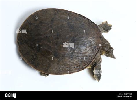 Common Softshell Turtle Or Asiatic Softshell Turtle Amyda Cartilaginea