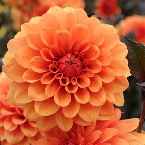 Buy Decorative Dahlia Tuber Dahlia David Howard Delivery By Waitrose