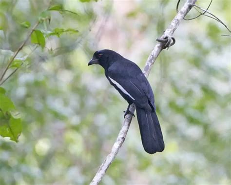 Black magpie - Facts, Diet, Habitat & Pictures on Animalia.bio