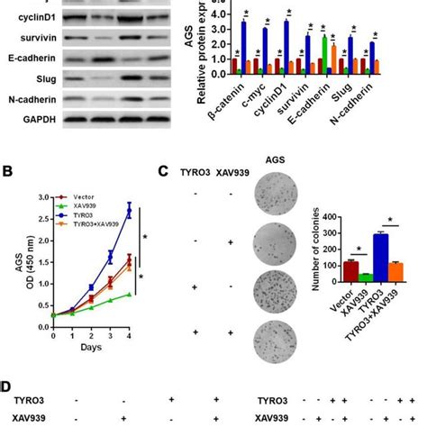 Wnt β catenin signaling involved in TYRO3 facilitated gastric cancer