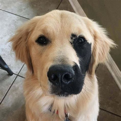 dog   somatic mutation resulting  black patches   fur
