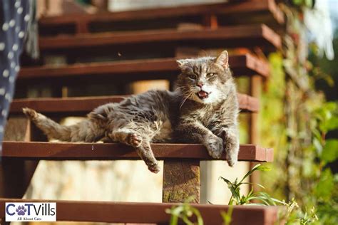 Traumatized Cat Symptoms Causes Signs And Treatment