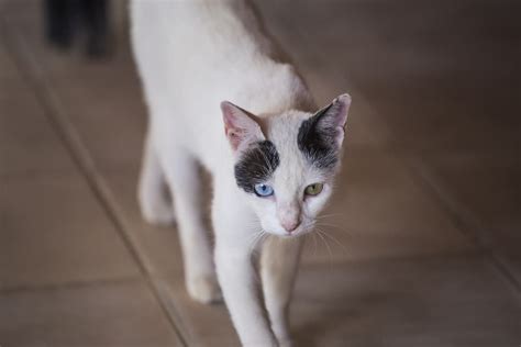 Feline Infectious Peritonitis (FIP) in Cats | Great Pet Care