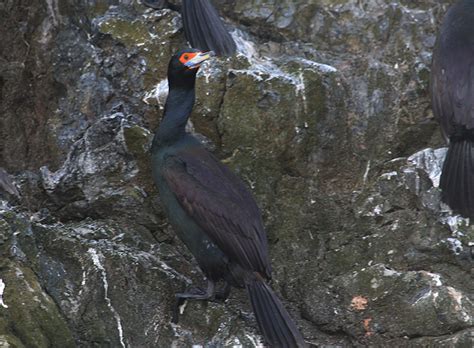 Red Faced Cormorant Photos Oahu Nature Tours Photogallery