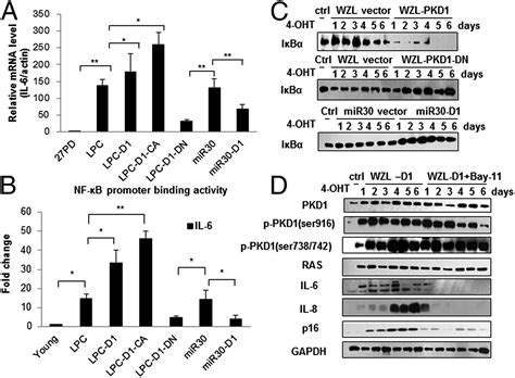 Protein Kinase D1 Is Essential For Ras Induced Senescence And Tumor