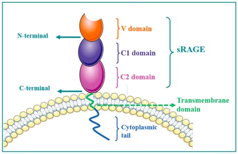 Molecules Free Full Text Receptor For Advanced Glycation End