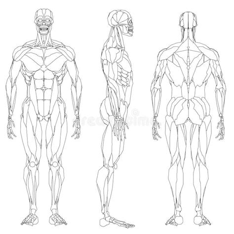 Human Body Outline Front Back Stock Illustrations 563 Human Body Outline Front Back Stock