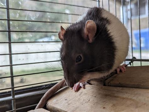 Adoption de Llume Indéfinie rat région Auvergne Rhône Alpes