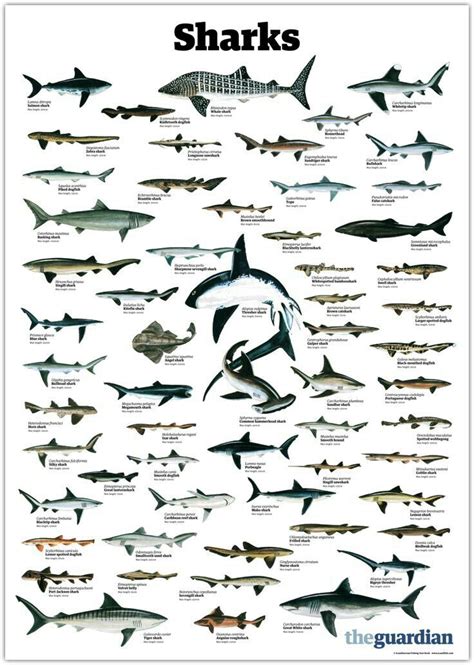 44 best Sharks Infographics images on Pinterest | Sharks, Info graphics ...