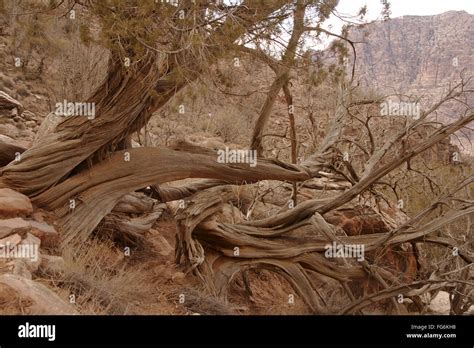 Old Juniper Tree Juniperus Phoenicea In Dana Biosphere Reserve