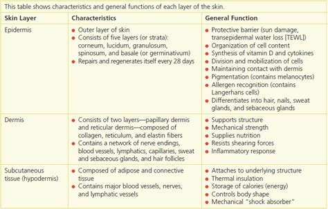 Skin An Essential Organ Nurse Key