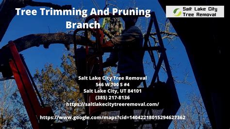 Tree Trimming And Pruning Branch Tips Salt Lake City Tree Service