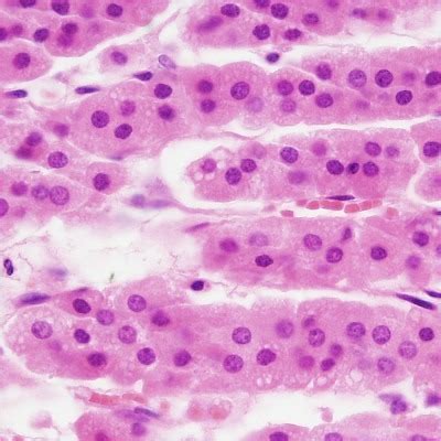 Histology Pictures Only Flashcards Quizlet