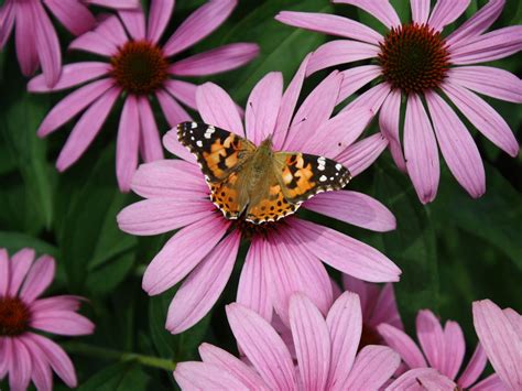 Mariposas: flores para atraerlas a tu jardín | Architectural Digest