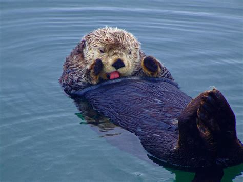 Sea Wonder: Sea Otter | National Marine Sanctuary Foundation