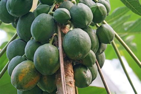 Papaya Frukt Eksotisk Melon Gratis Foto P Pixabay