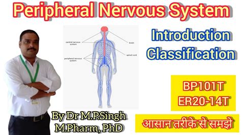 Peripheral Nervous System Pns Classification Human Anatomy